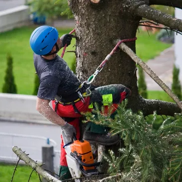 San Diego’s Best Tree Service