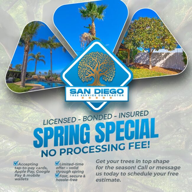 San Diego Tree Service Contractor