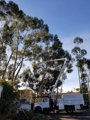 A Tree Surgeon