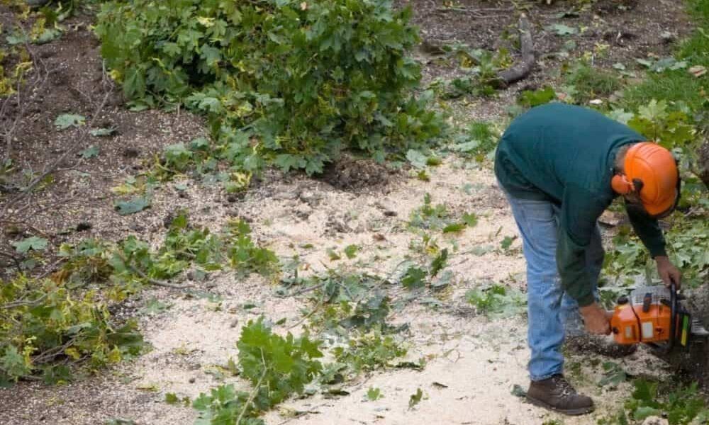 ArborSD Tree Service