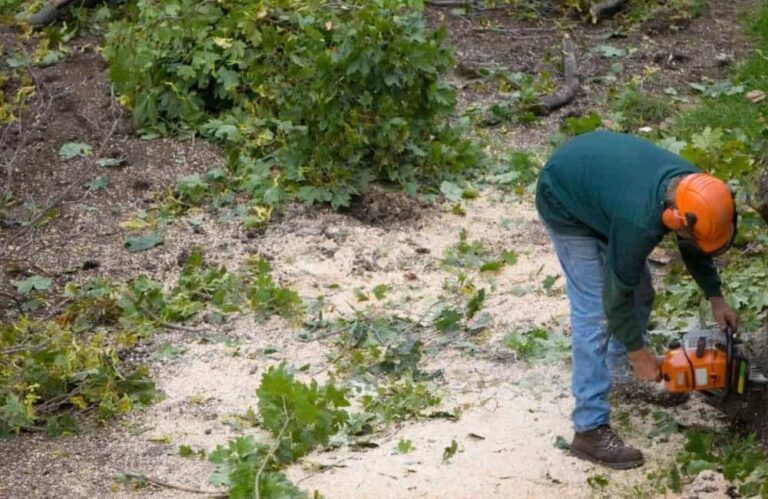 ArborSD Tree Service
