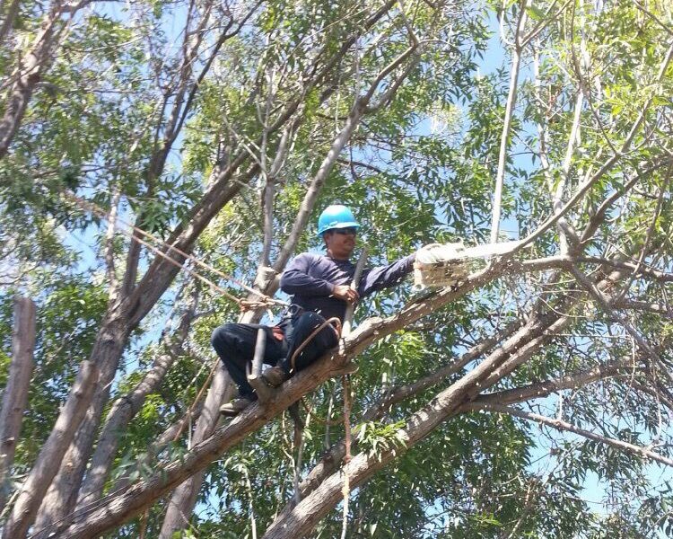 Charles Tree Service