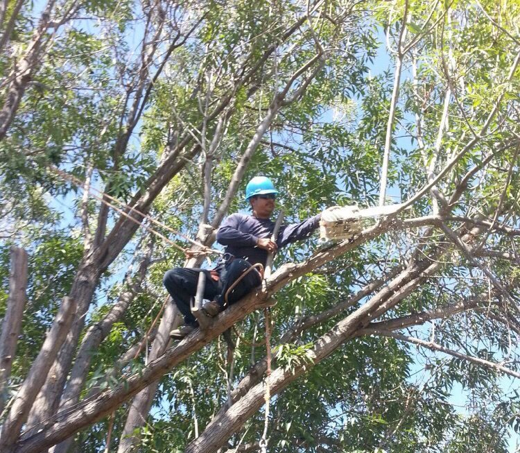 Charles Tree Service