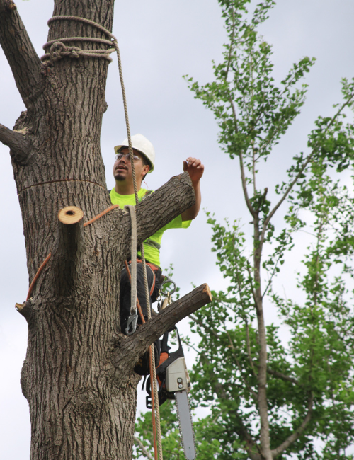 How-to-hire-an-arborist-in-San-Diego
