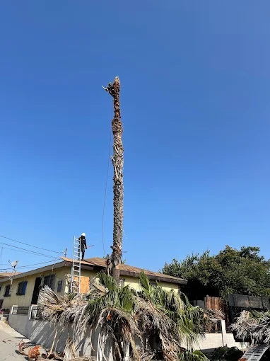 Tree Service San Diego