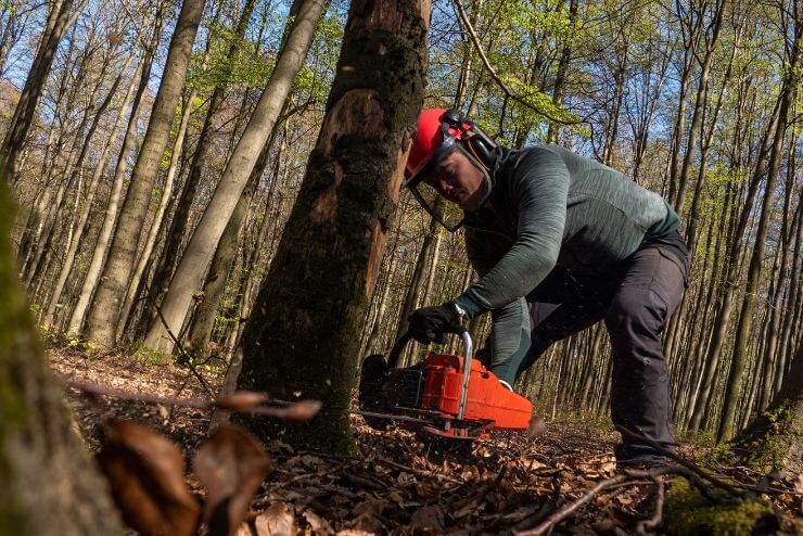 Escondido Tree Service Solutions