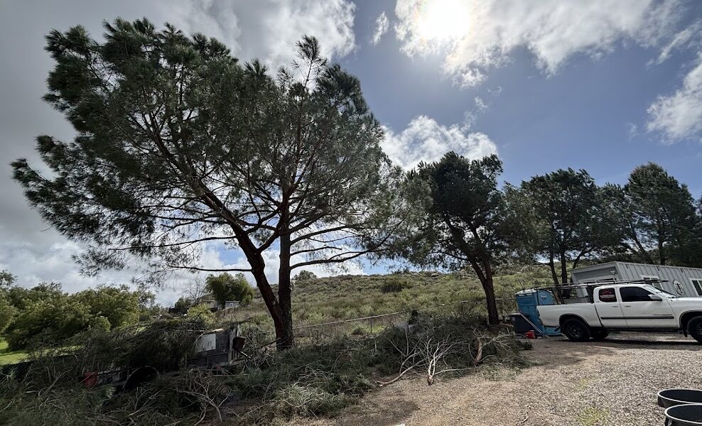 Estates Tree Service