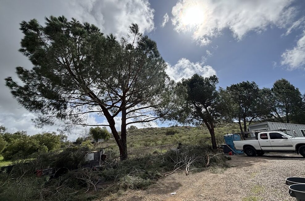 Estates Tree Service