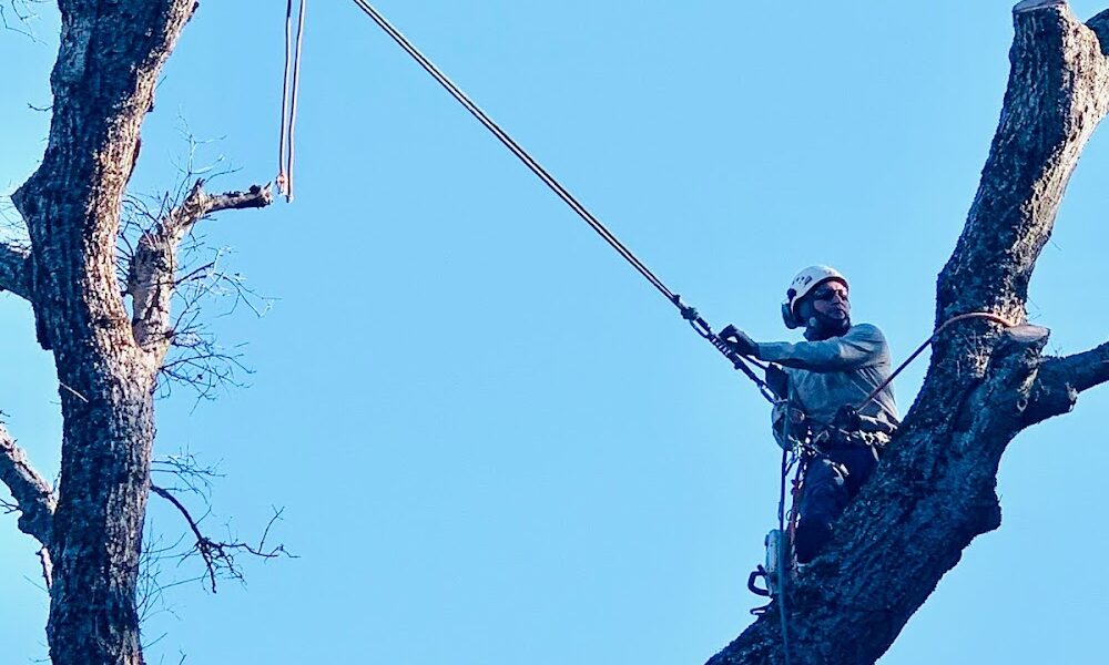 Genesis Tree Service
