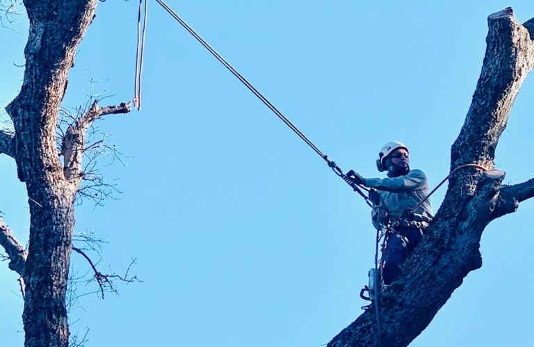 Genesis Tree Service