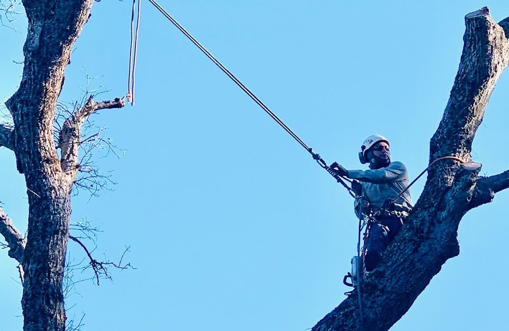 Genesis Tree Service