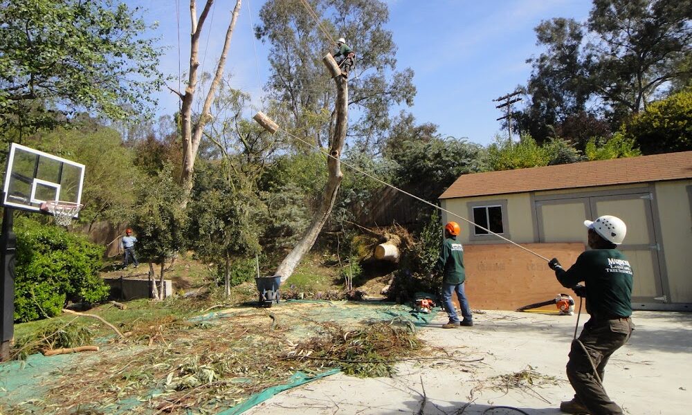 Mariposa Landscape & Tree Service Inc