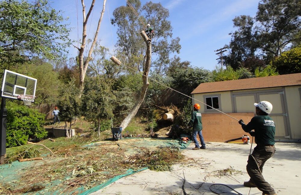 Mariposa Landscape & Tree Service Inc