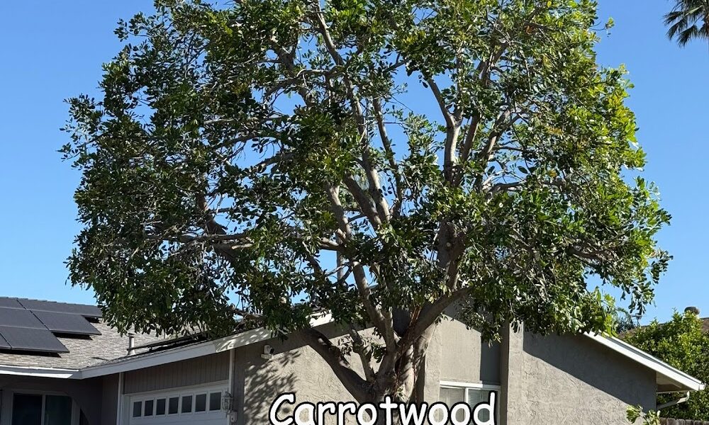 Andy’s Tree Service