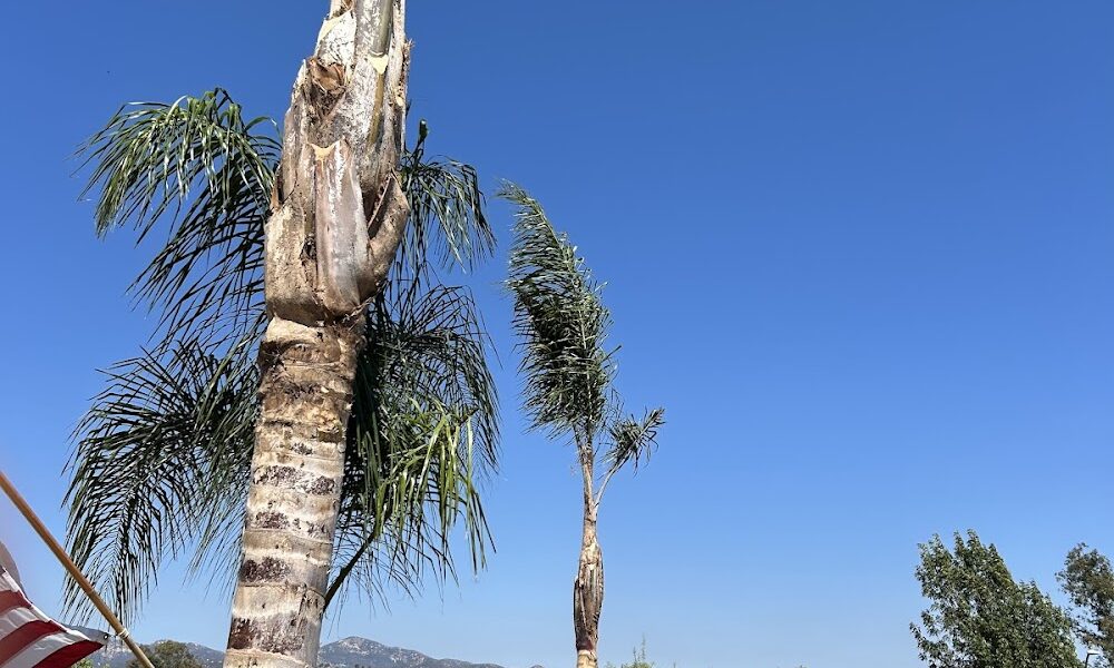 Arriola Tree Services Poway