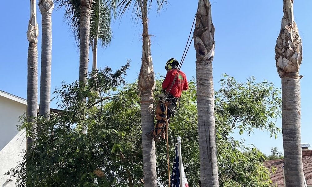 Go Green Tree Service