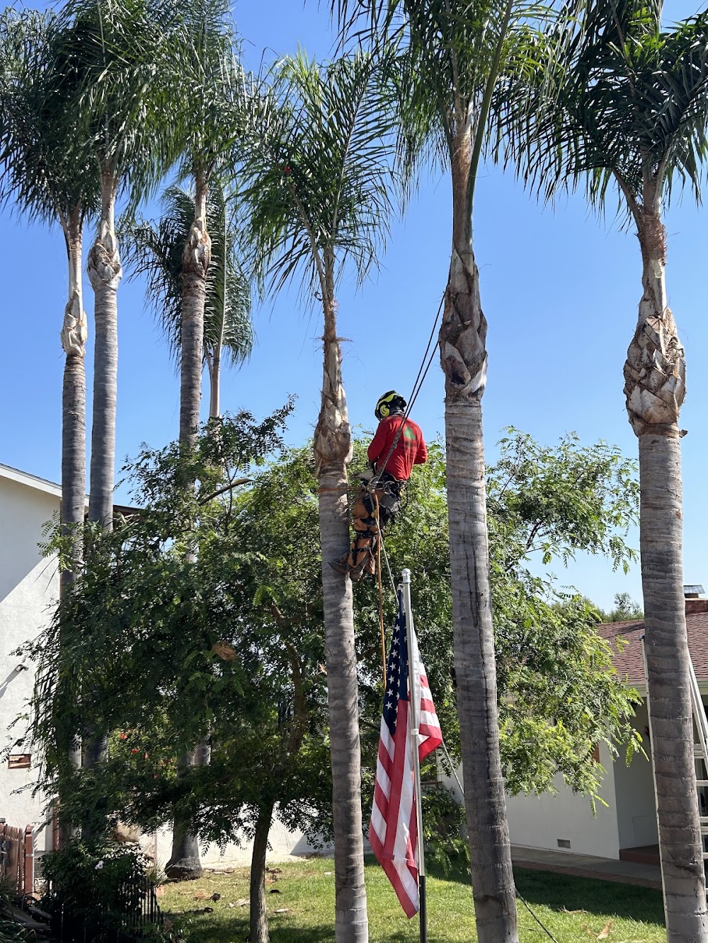 Go Green Tree Service