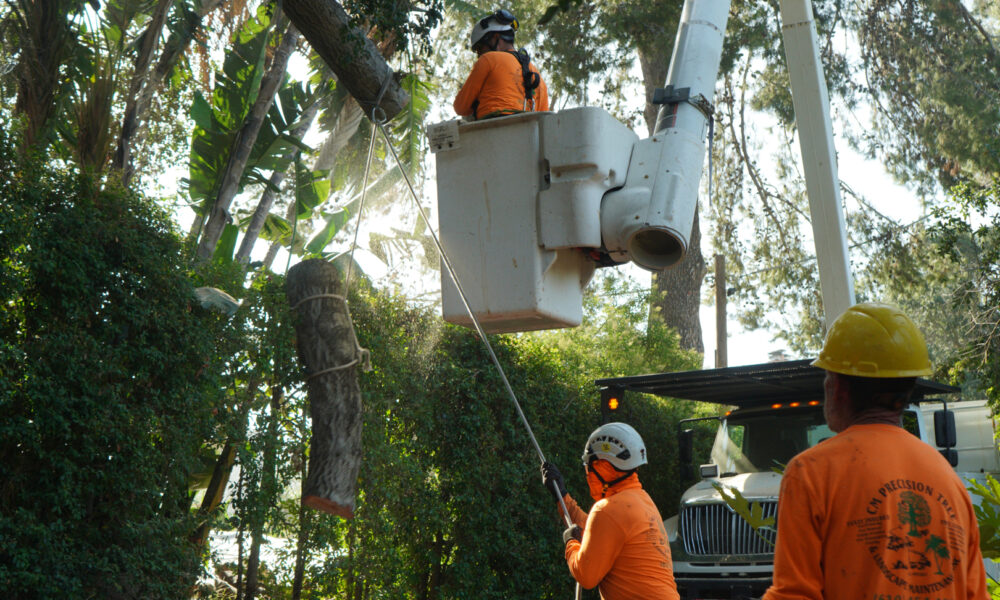 CM Precision Tree and Landscaping