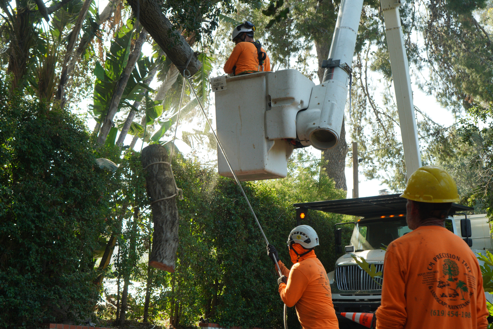 CM Precision Tree and Landscaping