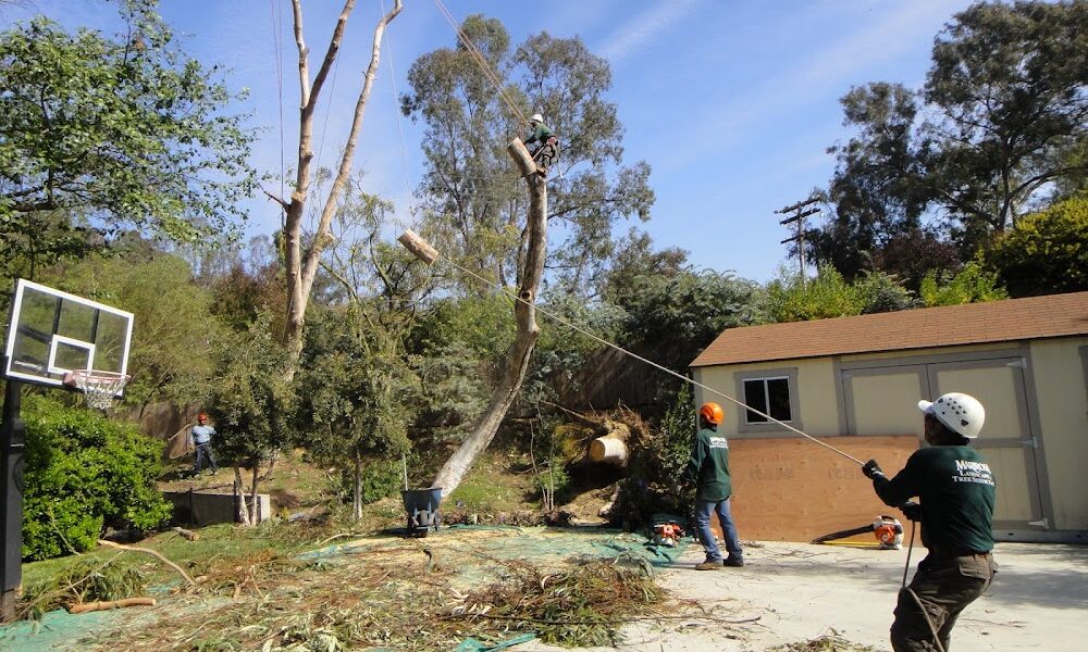 Mariposa Landscape & Tree Service Inc