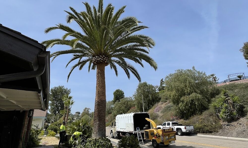 Maya’s Landscape & Tree Service