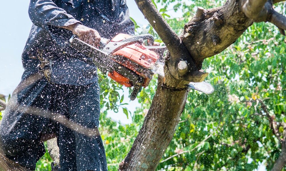 Pacifico Tree Service