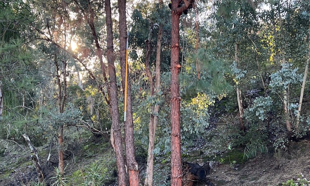 Tree of Life Tree Services